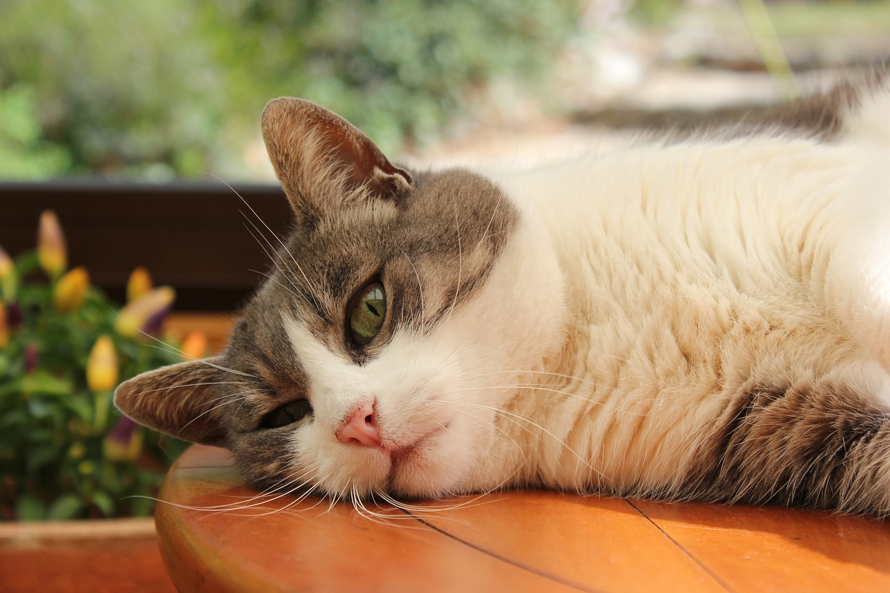 逗猫乐无边，探索趣味互动的猫猫游戏