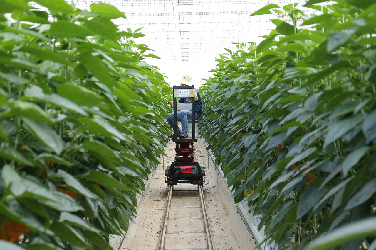 逆水寒，种植与养殖的江湖抉择