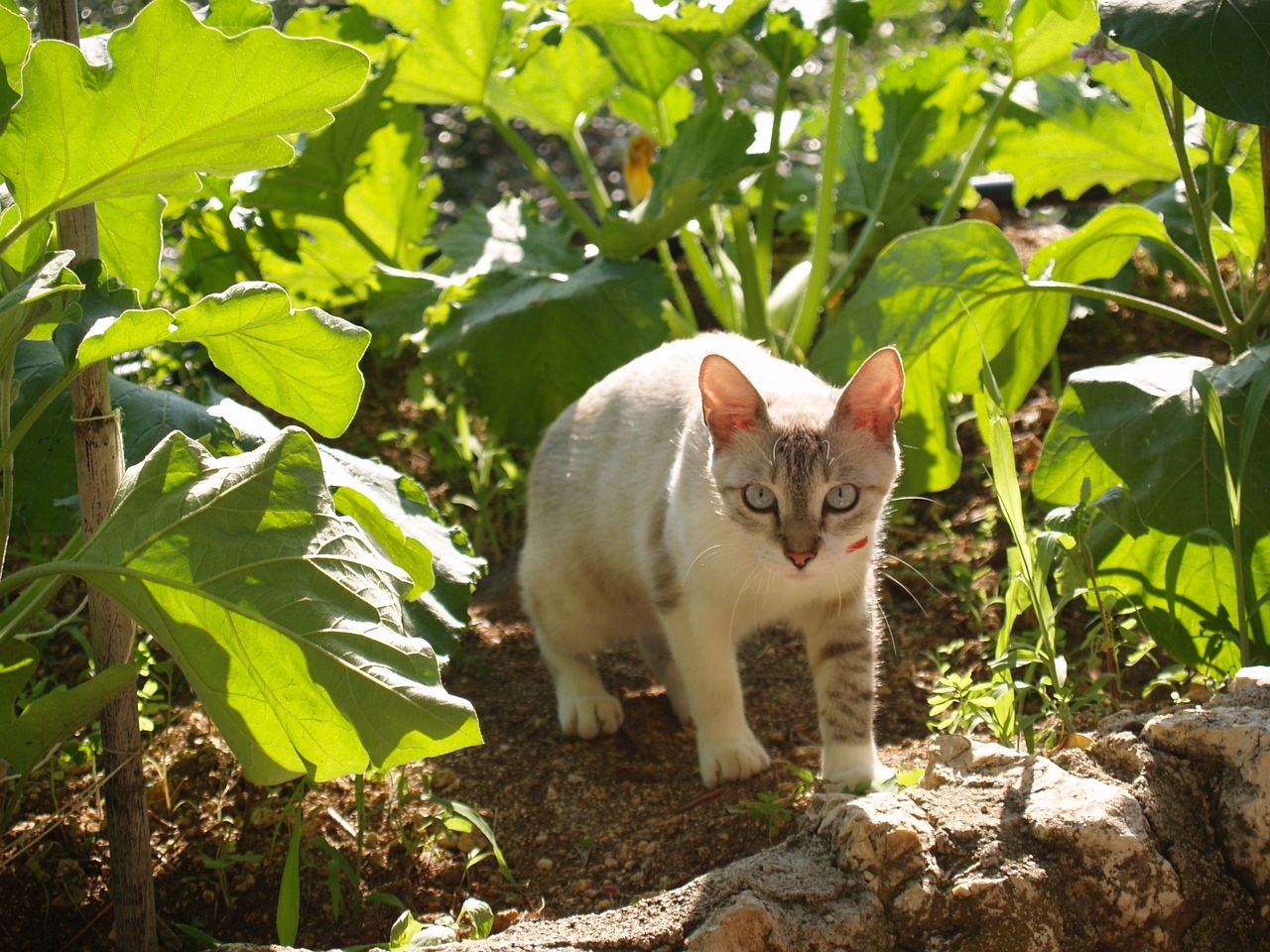 怪物猎人OL，奶猫的治愈与战斗倾向