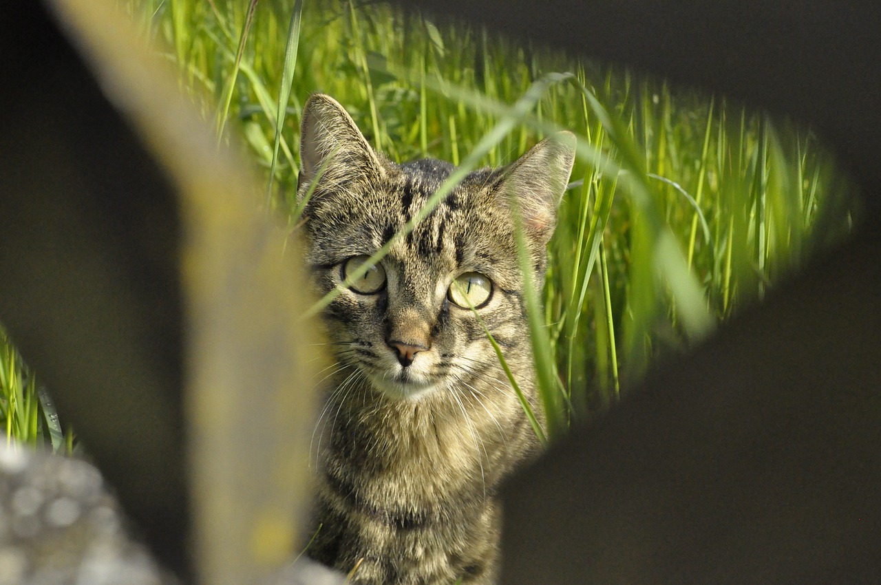 怪物猎人柠檬水袋，狩猎之余的清凉秘籍